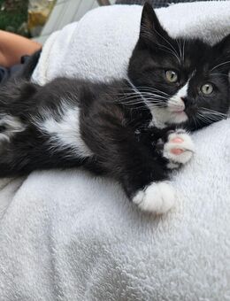 1 WUNDERSCHÖNE Mix kitte Abgabebereit, Heilige Birma/Ragdoll Mama und BKH Papa - Eislingen (Fils)