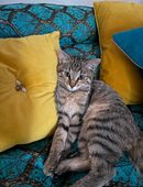 Kater zum verkaufen in 81377