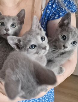 Russisch Blau Kitten - Schöppingen