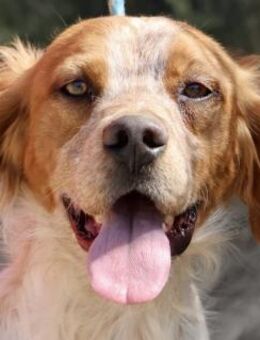 Aldo, aktiv, menschenbezogen, offen - Westerholt