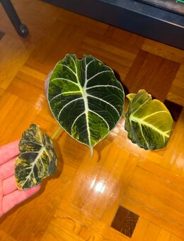 Alocasia Black Velvet Gold - Nusplingen