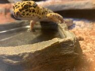 Leoparden Gecko mit seinem Terrarium - Erwitte