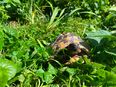 Liebevolles Zuhause für Schildkröten in 61440