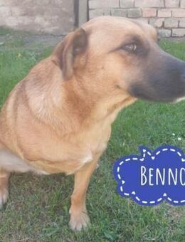 Benno ein Traumwesen - Mannheim