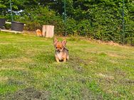Deja vu Chihuahuarüde 2-fach geimpft sucht DICH auf Lebenszeit! - Roth (Landkreis Altenkirchen (Westerwald))