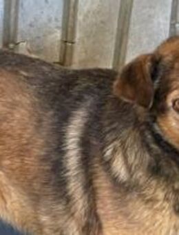 Elliot möchte gefallen 🐾 - Elsdorf (Nordrhein-Westfalen)