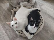 Katzenpaar ist auf der Suche - München
