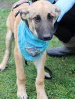 Peppino sucht sein Körbchen - München