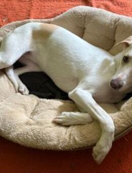 Nancy sucht ein Zuhause von D aus - Rieden (Rheinland-Pfalz)