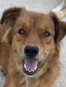 April, geb. ca. 06/2021, GRIECHENLAND - Markdorf