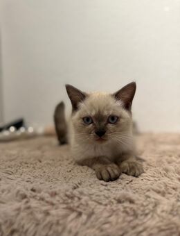 Bkh Reinrassige Kitten Abgabe bereit - Lippstadt