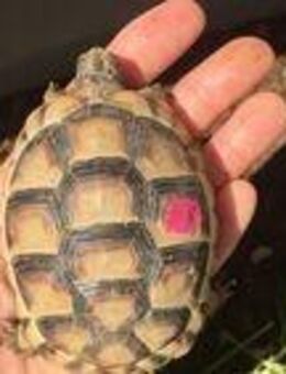 Landschildkröten, Testudo Marginata, 3- und 4-Jährige aus Außenhaltung mit 5-monatiger Winterstarre - Budenheim