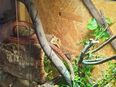 Kornnatter mit (oder ohne) Terrarium zu verkaufen in 57080