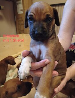Rhodesian Ridgeback Welpen sind da - Oberrot