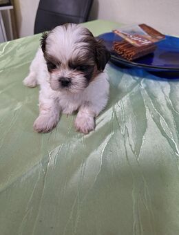 Shih Tzu Welpen zu Verkaufen - Berlin Lichtenberg
