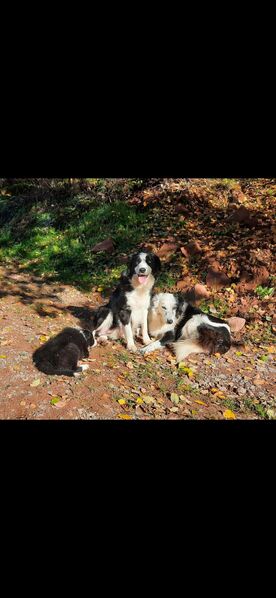 Border Collie Welpen - Fellen