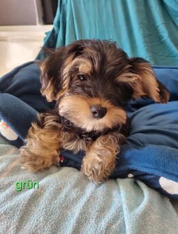 Yorkshire Terrier/Yorkshire Terrier Malteser Mischling Welpen - Berg (Neumarkt)