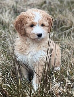Goldendoodle welpen bieten einen Bund fürs Leben - Waldmünchen