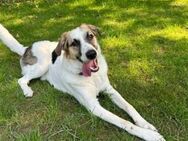 Kuschelbär Quinny sucht seine Familie - München