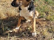 🌟Vergessener Schatz Niko🌟 - Eislingen (Fils)