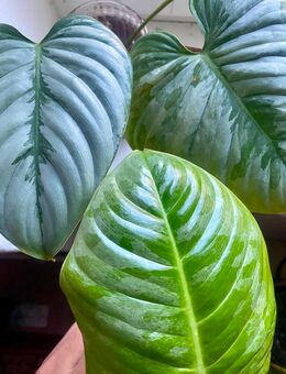 Philodendron Sodiroi Ableger - Berlin