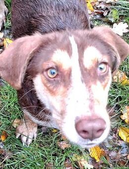 Verliebt in Brownie (40 cm) - Treia