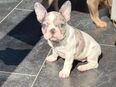 Süße, Französische Bulldoggen Welpen in 52353