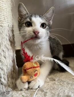 Jasper - Bauch-kraul-Fan - Süderbrarup