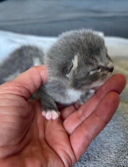 3 süße Katzenbabys KittenEKH - BKH Mix - Mutterstadt