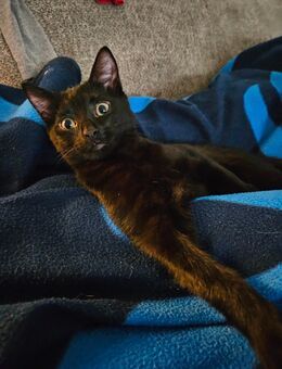 Liebevoller Kater - Braunschweig