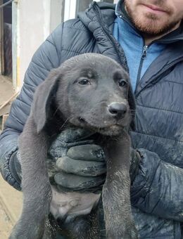 Gaston möchte deine Welt erobern - Steinhagen (Nordrhein-Westfalen)