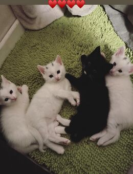 Türkische Van Kitten - Moers