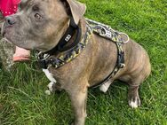 American bully xl - Eppingen