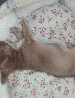 Chihuahua Mädels - Kindelbrück