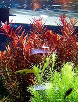 Rotala „Singapore Blood Red“ (Versand/ Abholung) - Mechernich