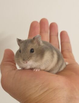 🐹 Hamster Babys - Hamburg