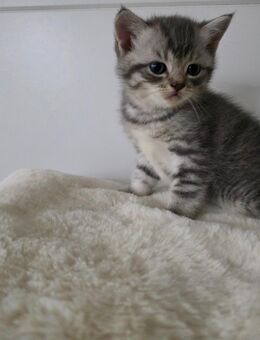 Bkh kitten, bkh Kätzchen, Katze - Bad Rappenau