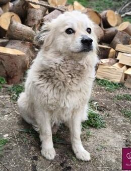 Gunda - herzliche Hundedame! ❤️ - Spenge