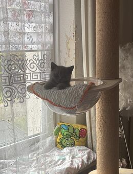 Kitten - Hamburg Altona