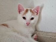 Wir suchen ein neues Zuhause für unsere süßen Kitten - Halle (Saale)