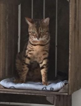 Katzen Sitter für Urlaubszeit gesucht - Titz