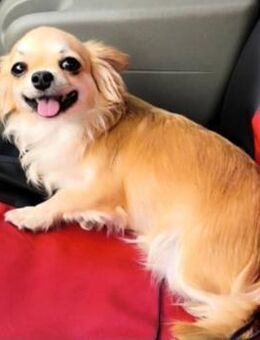 🌸 Shelley zarte Chihuahua-Prinzessin - Kassel