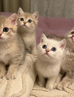 BKH Kitten mit Stammbaum - Kempten (Allgäu)