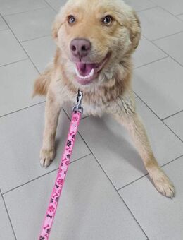 Sanfte Hanni sucht ruhiges Zuhause - Chemnitz