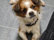 BENJI - geb. ca. 05/2023 - Cavalier Mix - Schönaich