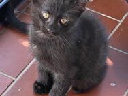 Schwarze Main coon mix katzen Babys Ulm - Ulm