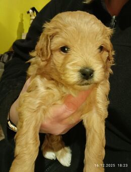 Koreanische Maltipoowelpen - Waldhufen