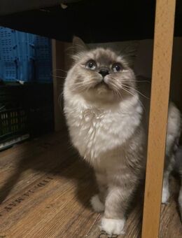 BKH Katze abzugeben - Berlin Reinickendorf