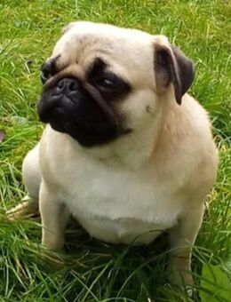 Mops dame - Emden
