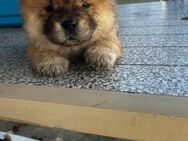 Mini Chow-Chow - Lautert